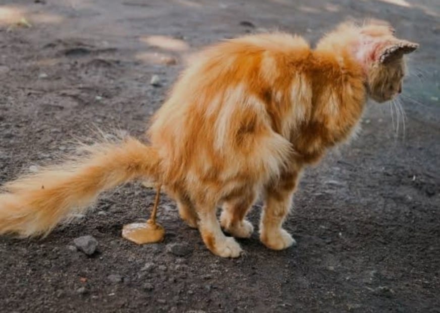 İshal olan bir kedi fotoğrafı.