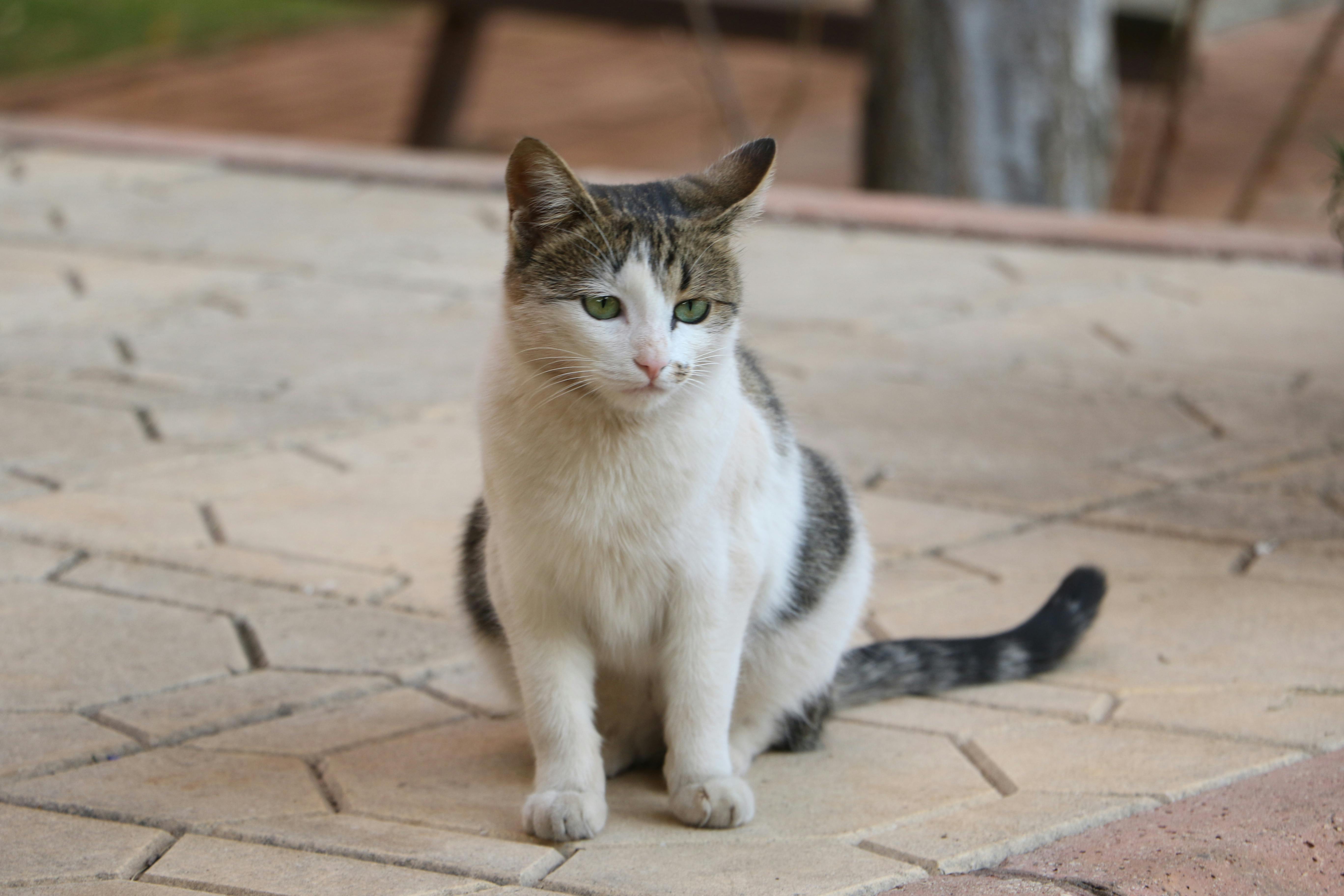 Feline Calicivirüs olan kedi fotoğrafı